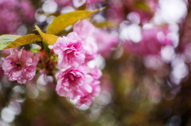 Sakura, pembe familyadaki ağaçlara verilen isimdir, erik ağaçlarının alt familyasıdır (tür küçük tırtıklı kirazdır), bunların çoğu dekoratif işlevler görmektedir..