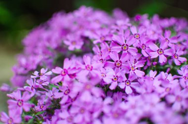 Güneşli bir günde bahar bahçesi dekorasyonu için küçük fenomen çiçekleri.