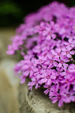Güneşli bir günde bahar bahçesi dekorasyonu için küçük fenomen çiçekleri.