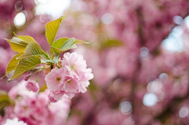 Sakura, pembe familyadaki ağaçlara verilen isimdir, erik ağaçlarının alt familyasıdır (tür küçük tırtıklı kirazdır), bunların çoğu dekoratif işlevler görmektedir..