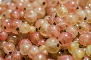 Yaz mevsiminde taze meyve suyu için taze ve sulu üzümler.