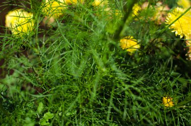 Kozmetik çiçekleri çiçek yataklarında güzel çiçek açar ve evin yakınındaki bahçe için bir süslemedir.