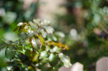 Açık bir arka bahçede yeşil yapraklar büyüten soyutlama