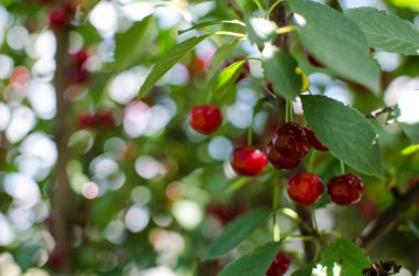 Kirazlar, kırmızı ve olgun kirazlar sağlıklı beslenmek için vitaminle ve yazın meyve suyu yapmak için.