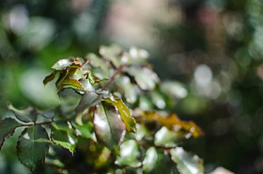 Açık bir arka bahçede yeşil yapraklar büyüten soyutlama