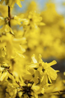 Forsythia sarı bahar çalı harika küçük çiçekler açık havada