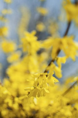 Forsythia sarı bahar çalı harika küçük çiçekler açık havada