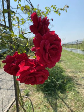 Güzel taze güller yazın bir buket çiçek için açık havada yetişir.