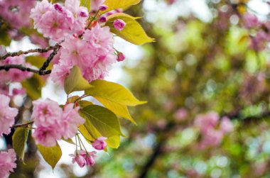 Sakura, pembe familyadaki ağaçlara verilen isimdir, erik ağaçlarının alt familyasıdır (tür küçük tırtıklı kirazdır), bunların çoğu dekoratif işlevler görmektedir..