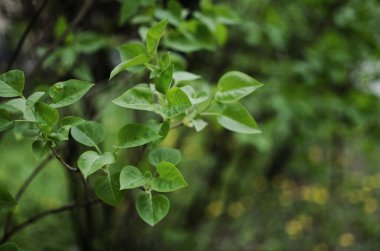 Açık bir arka bahçede yeşil yapraklar büyüten soyutlama