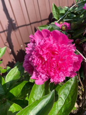 Çiçek tarhını süslemek ve bir buket ve duvar kağıdı yapmak için güzel bir aroması olan süslü şakayık çiçekleri.