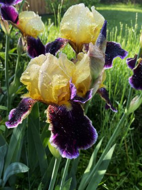 Süsen çiçekleri, çardağın yakınındaki bahçeyi ya da baharda bahçeyi süslemek için harikadır.
