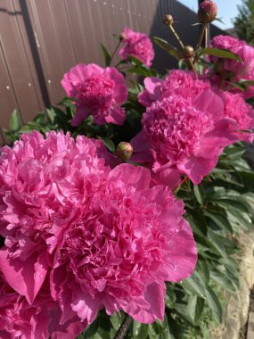 Çiçek tarhını süslemek ve bir buket ve duvar kağıdı yapmak için güzel bir aroması olan süslü şakayık çiçekleri.