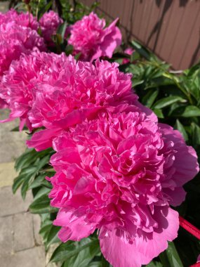 Çiçek tarhını süslemek ve bir buket ve duvar kağıdı yapmak için güzel bir aroması olan süslü şakayık çiçekleri.