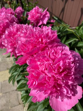 Çiçek tarhını süslemek ve bir buket ve duvar kağıdı yapmak için güzel bir aroması olan süslü şakayık çiçekleri.