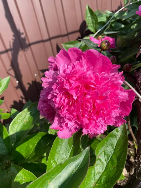 Çiçek tarhını süslemek ve bir buket ve duvar kağıdı yapmak için güzel bir aroması olan süslü şakayık çiçekleri.