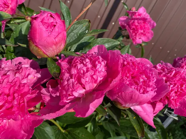 Çiçek tarhını süslemek ve bir buket ve duvar kağıdı yapmak için güzel bir aroması olan süslü şakayık çiçekleri.