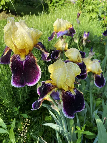 Süsen çiçekleri, çardağın yakınındaki bahçeyi ya da baharda bahçeyi süslemek için harikadır.