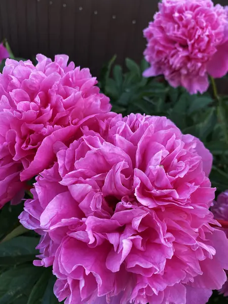 Çiçek tarhını süslemek ve bir buket ve duvar kağıdı yapmak için güzel bir aroması olan süslü şakayık çiçekleri.