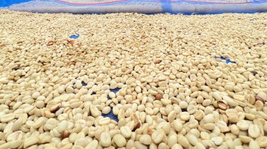 Güneşte kuruyan kahve çekirdeklerini kapat.              