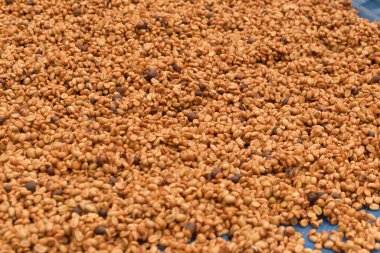 Güneşte kuruyan kahve çekirdeklerini kapat.              