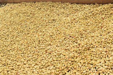 Güneşte kuruyan kahve çekirdeklerini kapat.              