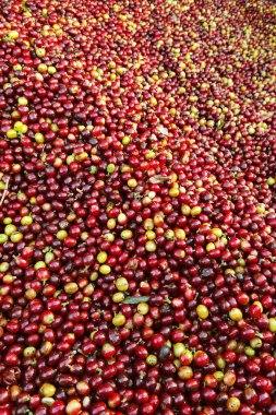 Arka plan için taze kahve çekirdeklerini kapatın.                                                                                