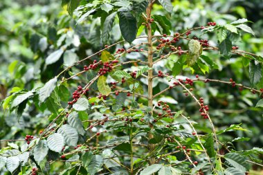 Ağaçta olgunlaşan kahve çekirdekleri                               