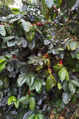 Ağaçta olgunlaşan kahve çekirdekleri                               