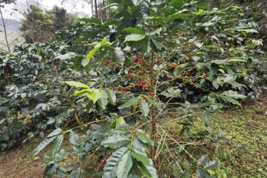 Ağaçta olgunlaşan kahve çekirdekleri                               