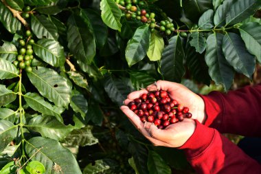 Elinizdeki taze kahve çekirdeklerini kapatın. 