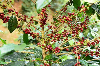 Ağaçta olgunlaşan kahve çekirdekleri                               
