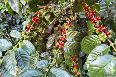 Ağaçta olgunlaşan kahve çekirdekleri                               