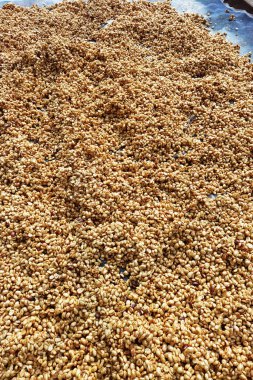 Güneşte kuruyan kahve çekirdeklerini kapat.              