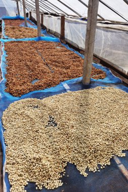 Güneşte kuruyan kahve çekirdeklerini kapat.              