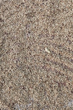 Güneşte kuruyan kahve çekirdeklerini kapat.              