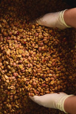 Kahve çekirdekleri, mayalanma ve yıkanma yöntemiyle.