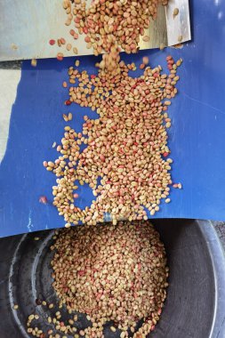 Kahve çekirdekleri, mayalanma ve yıkanma yöntemiyle.