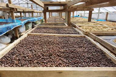 Kahve çekirdekleri güneşte kuruyor.              