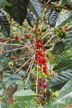 Ağaçta olgunlaşan kahve çekirdekleri                               