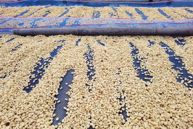 Güneşte kuruyan kahve çekirdeklerini kapat.              