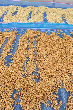 Güneşte kuruyan kahve çekirdeklerini kapat.              