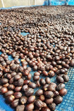 Kahve çekirdekleri güneşte kuruyor.              