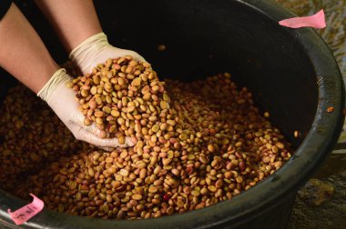 Kahve çekirdekleri, mayalanma ve yıkanma yöntemiyle.