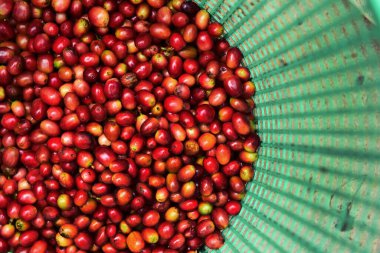 Sepette taze kahve çekirdeği.