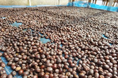 Kahve çekirdekleri güneşte kuruyor.              