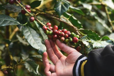 Ağaçta olgunlaşan kahve çekirdekleri                               