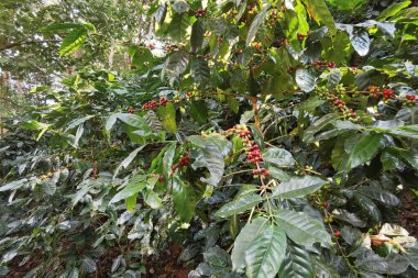 Ağaçta olgunlaşan kahve çekirdekleri                               