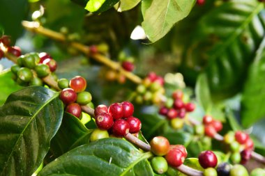 Ağaçta olgunlaşan kahve çekirdekleri                               