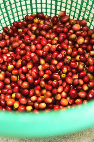 stock image Fresh coffee bean in basket